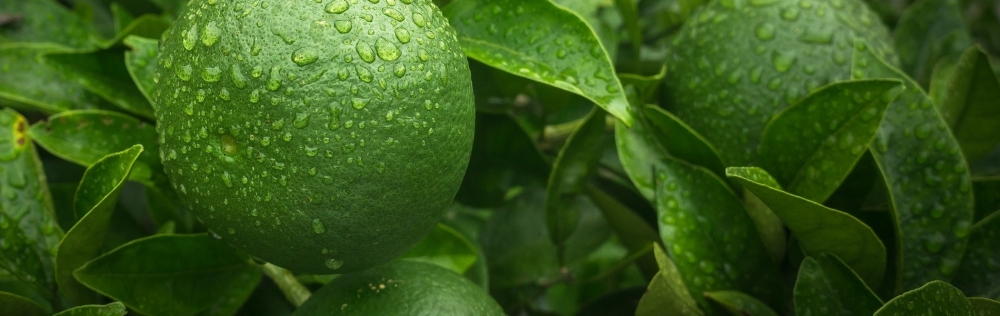 La Innovación Agrícola: El Caso Del Limón