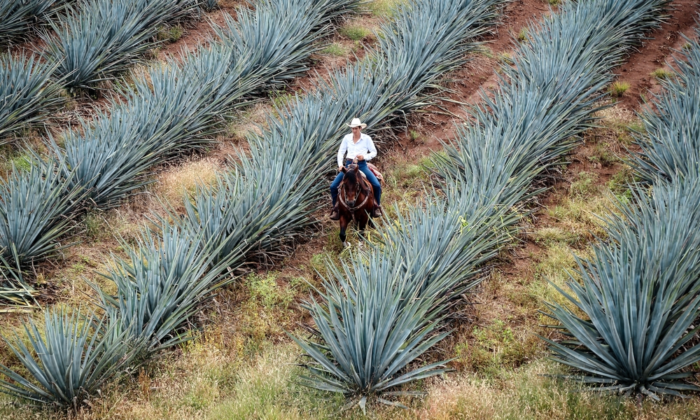 UE reconoce a Tequila como Indicación Geográfica